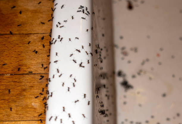 Best Pest Removal Services  in Corning, NY